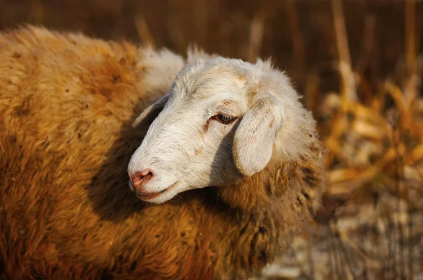 Küçük koyun — Stok fotoğraf