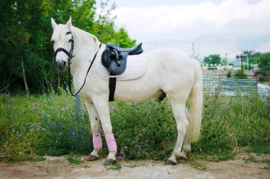 Beyaz iğdiş edilmiş hayvan