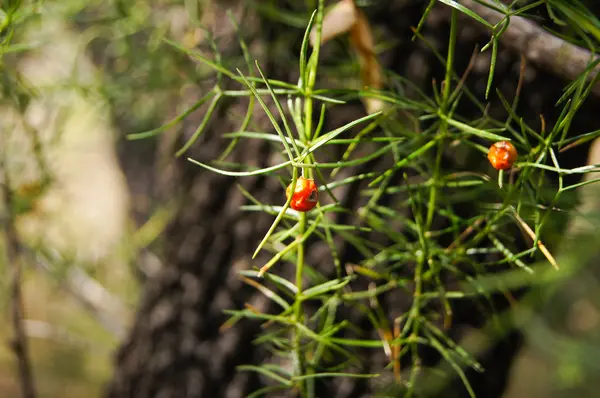 A textura da floresta (horsetail floresta ) — Fotografia de Stock