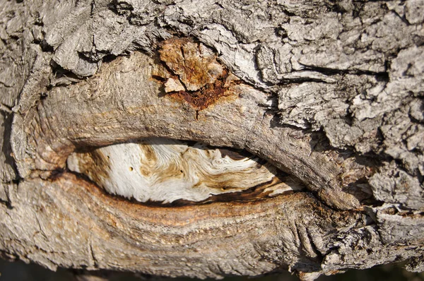 A textura da floresta (latido velho ) — Fotografia de Stock