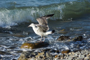 Martı, uçmaya hazır