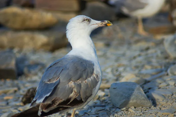 Gaviota inteligente —  Fotos de Stock