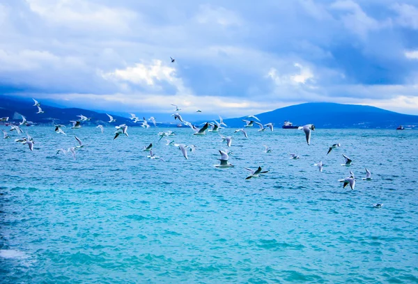 Un vuelo de gaviotas camino Fotos de stock libres de derechos