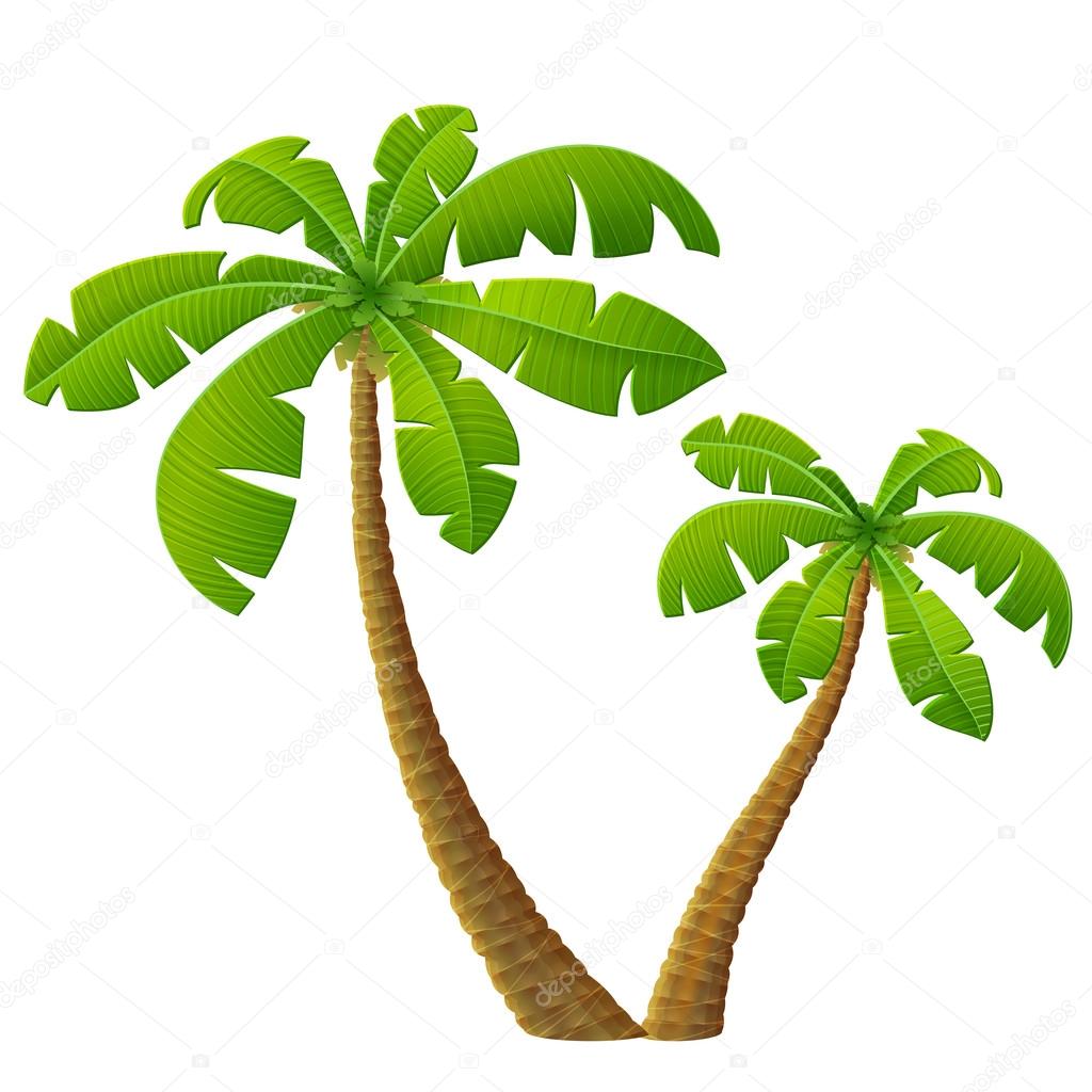Tropical palm tree with leaves