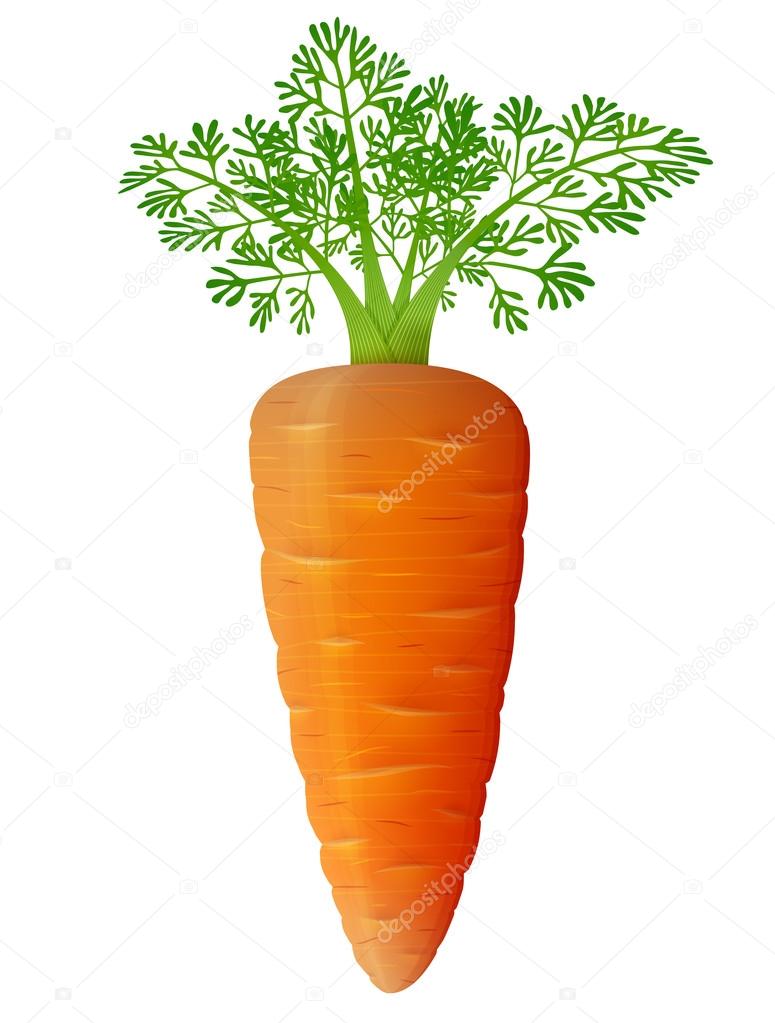 Carrot with leaves close up