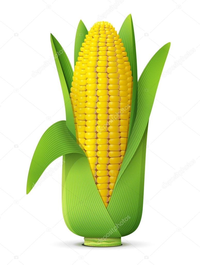 Ear of corn with leaves close up