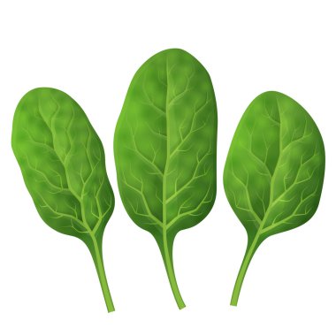 Spinach leaves close up clipart
