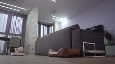 Chihuahua evcil hayvanı robot elektrikli süpürgeye biniyor.