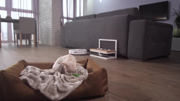 Dog pet watching robotic vacuum cleaner at work — Stock Footage Dog pet watching robotic vacuum cleaner at work Video Clip