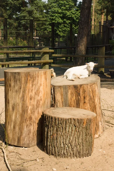 Bílá koza — Stock fotografie
