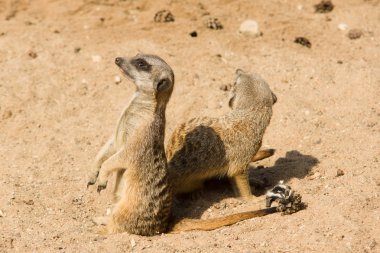 büyük hayvancılık
