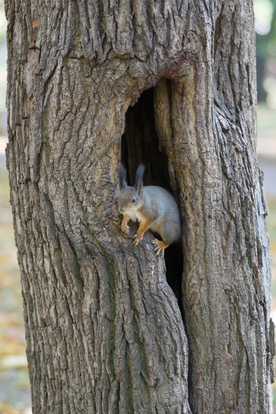 The squirrel sits in a hollow — Stock Photo, Image