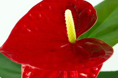 Anthurium bir bitki 