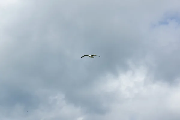 A gaivota de pássaro — Fotografia de Stock