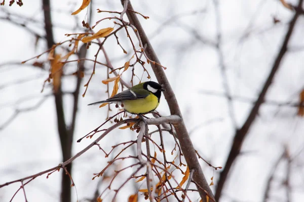 Tit bird on branches — Stock Photo, Image