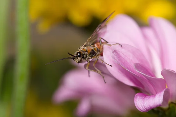 Blume mit Insekt — Stockfoto