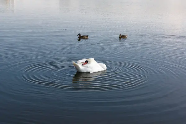 Biały łabędź płynie w jeziorze — Zdjęcie stockowe