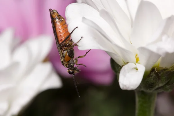 Blomma med insekt — Stockfoto