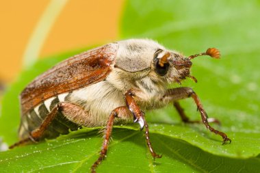 huge chafer climbed on green leaves clipart