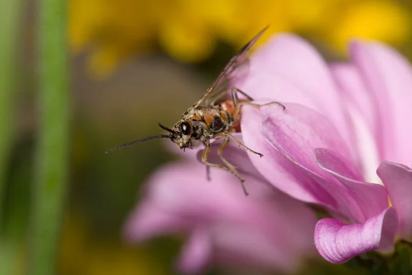 Blume mit Insekt — Stockfoto