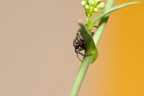 점퍼 거미 — 스톡 사진