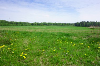 çiçek açan çayır 