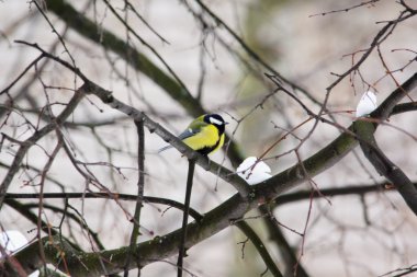 Baştankara kuş dallar