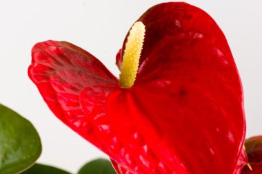 Anthurium bir bitki 