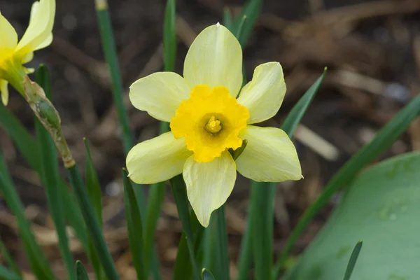 I fiori di narciso — Foto Stock