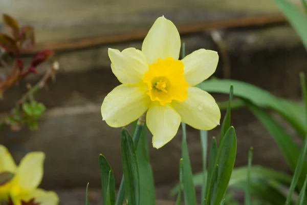 Die Narzissenblüten — Stockfoto