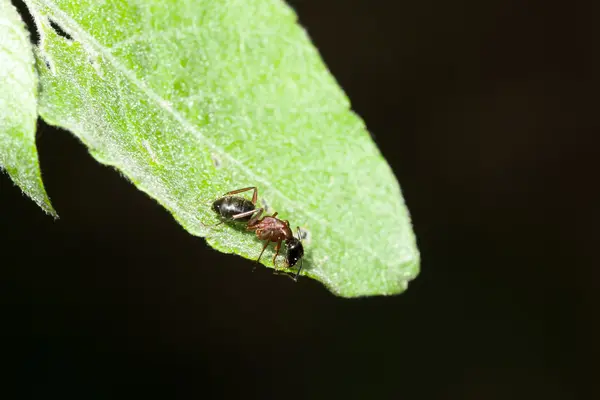 Hormiga en las hojas —  Fotos de Stock