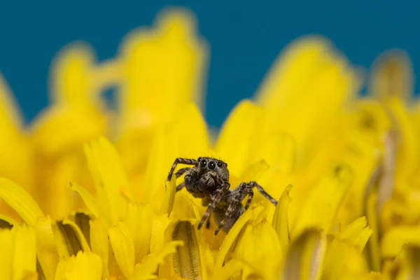 점퍼 거미 — 스톡 사진