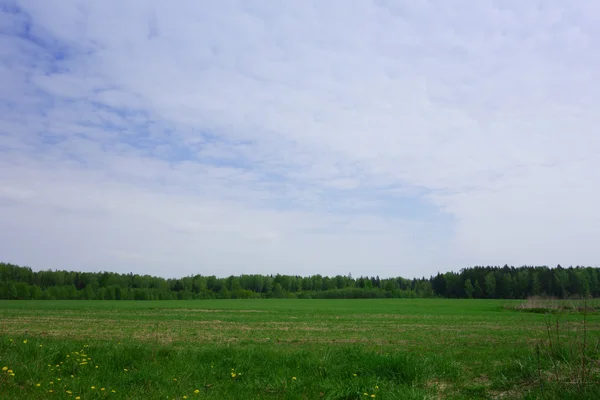 Kvetoucí louka — Stock fotografie