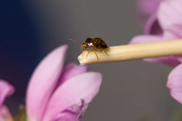 Insecto en un palo —  Fotos de Stock