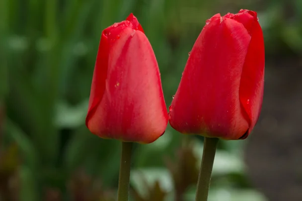 Tulipas vermelhas no canteiro de flores — Fotografia de Stock
