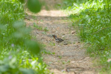 Yerdeki küçük kuş