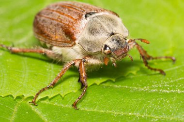 büyük chafer yeşil yapraklarda tırmandı
