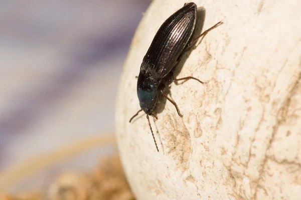 El escarabajo negro — Foto de Stock