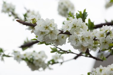 beyaz çiçekler çiçek 