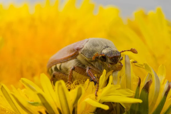 Der große Scheißkerl — Stockfoto