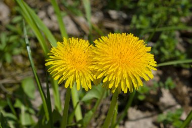 Sarı grup karahindiba