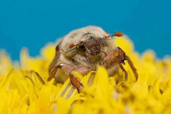 El gran Chafer — Foto de Stock