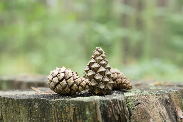 Conos de abeto en el bosque —  Fotos de Stock