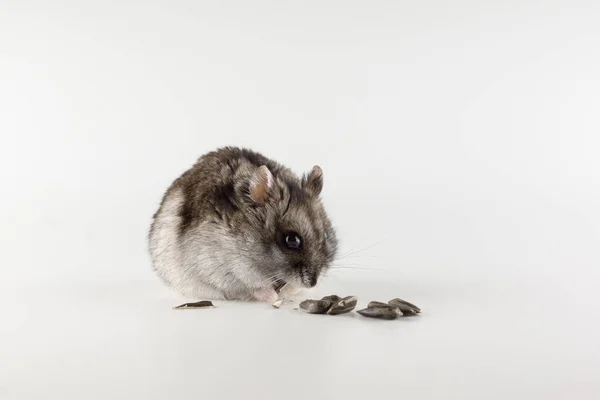 Kleine Grijze Hamster Eet Een Witte Achtergrond — Stockfoto