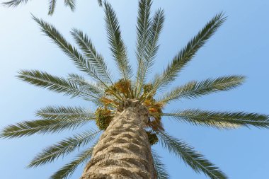 Palmiye dalları mavi gökyüzüne doğru uzanıyor