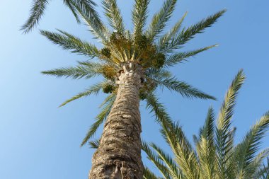 Palmiye dalları mavi gökyüzüne doğru uzanıyor