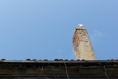 bir boru kuş