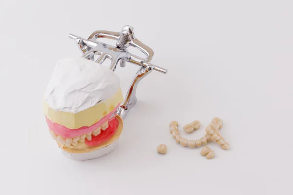 Dental model — Stock Photo, Image