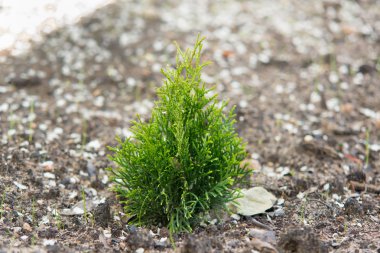 the small thuja