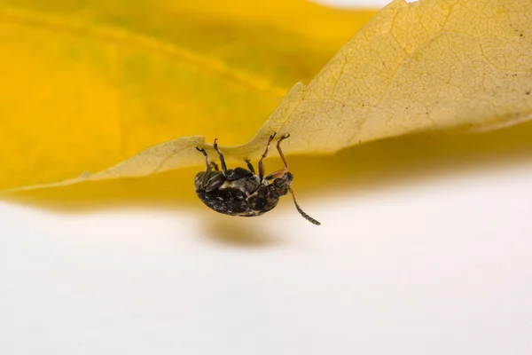 Bug duduk di atas daun kuning — Stok Foto